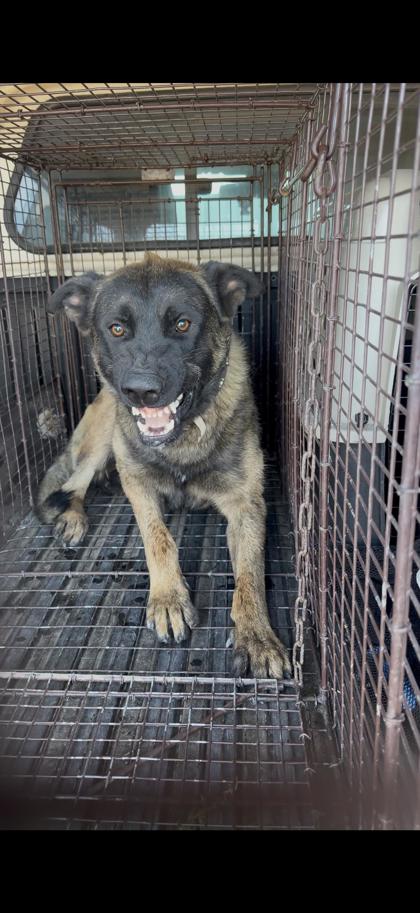 Shelter Stray Unknown Dog last seen S Fairfax Ave & W American Ave, Firebaugh Zone Fresno CO 1A 93622, CA, Fresno, CA 93706