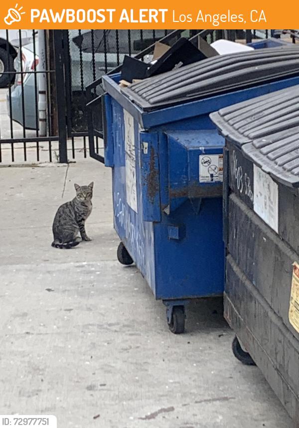 Found/Stray Unknown Cat last seen Broadway and Colden , Los Angeles, CA 90003
