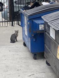 Found/Stray Unknown Cat last seen Broadway and Colden , Los Angeles, CA 90003