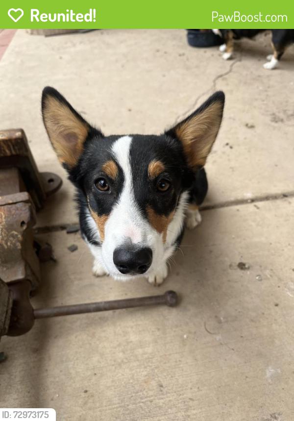 Reunited Male Dog last seen Near N 450 W , Santaquin, UT 84655