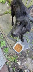 Found/Stray Unknown Dog last seen Near Amtrack station, Toledo, OH 43604