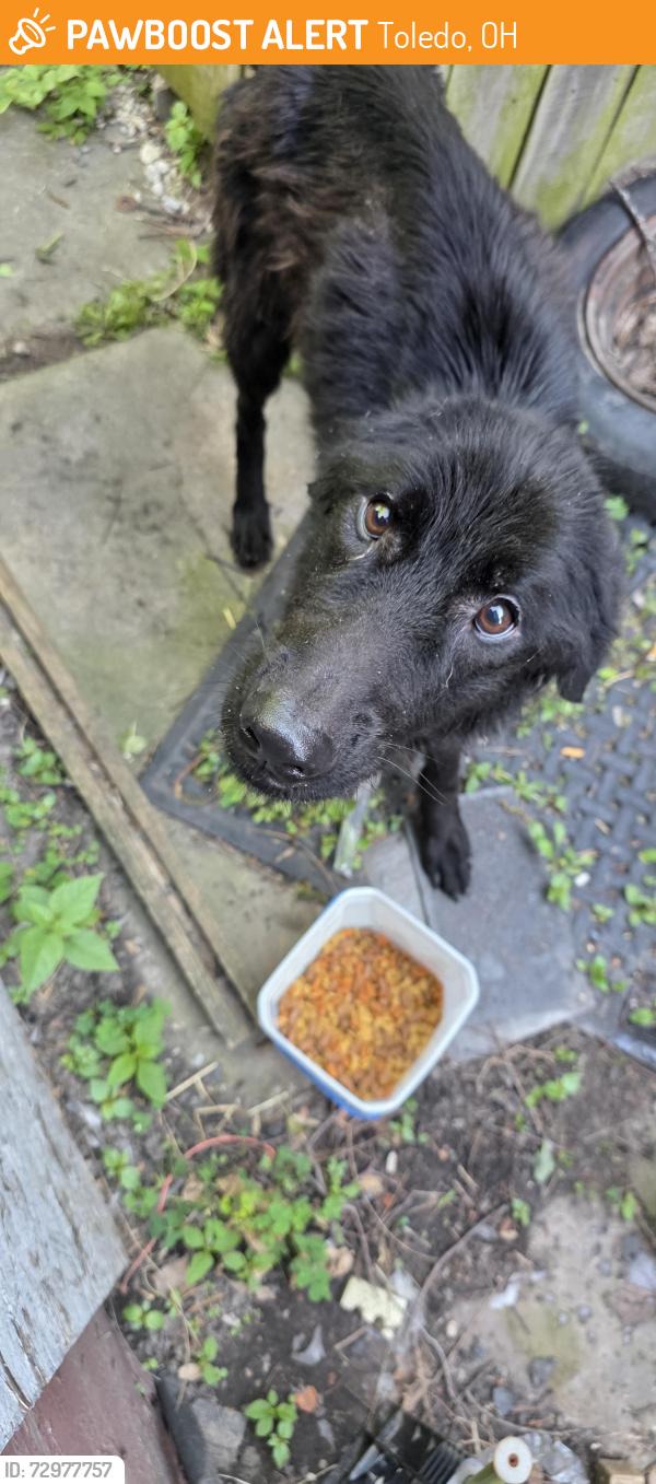 Found/Stray Unknown Dog last seen Near Amtrack station, Toledo, OH 43604