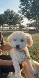 Reunited Male Dog last seen La mesa and sundown rd  in Victorville ca , Victorville, CA 92392