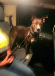 Reunited Unknown Dog last seen Fairmount and Montezuma, San Diego, CA 92115