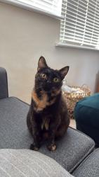 Lost Female Cat last seen Near Cliftonville Court, NN1, West Northamptonshire, England NN1 5BZ