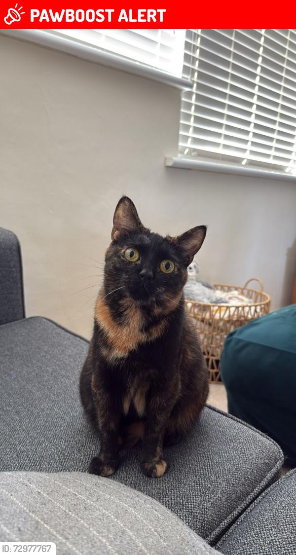 Lost Female Cat last seen Near Cliftonville Court, NN1, West Northamptonshire, England NN1 5BZ