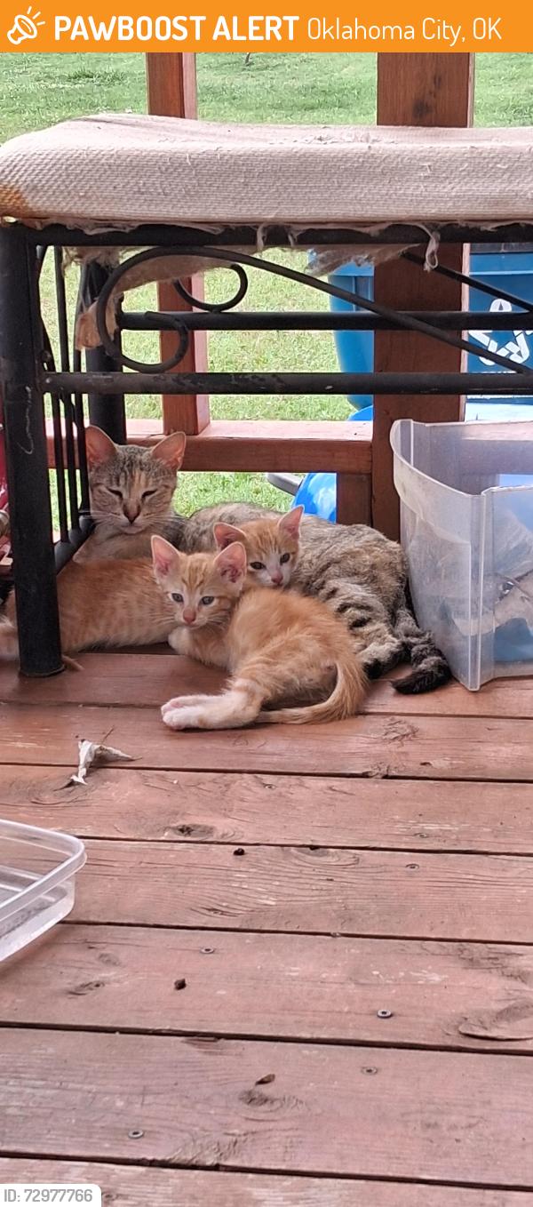 Found/Stray Unknown Cat last seen SW 74th & Council Road Okc oklahoma 73164, Oklahoma City, OK 73169