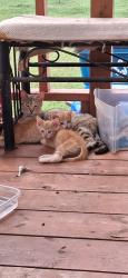Found/Stray Unknown Cat last seen SW 74th & Council Road Okc oklahoma 73164, Oklahoma City, OK 73169