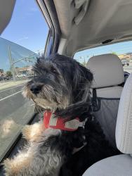 Reunited Male Dog last seen helen perry road , Ceres, CA 95307