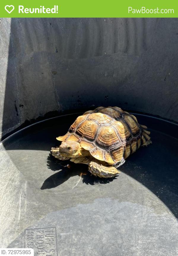 Reunited Male Reptile last seen Oldfield, Homosassa, FL 34446