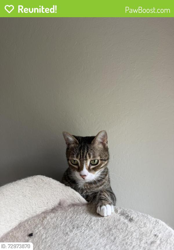 Reunited Male Cat last seen Monte Vista and Golden Oaks Ln, Monterey, CA 93940