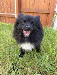 Found/Stray Male Dog last seen 38th and E I Street, Tacoma, WA 98404