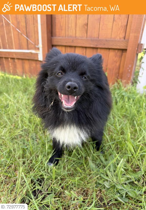 Found/Stray Male Dog last seen 38th and E I Street, Tacoma, WA 98404
