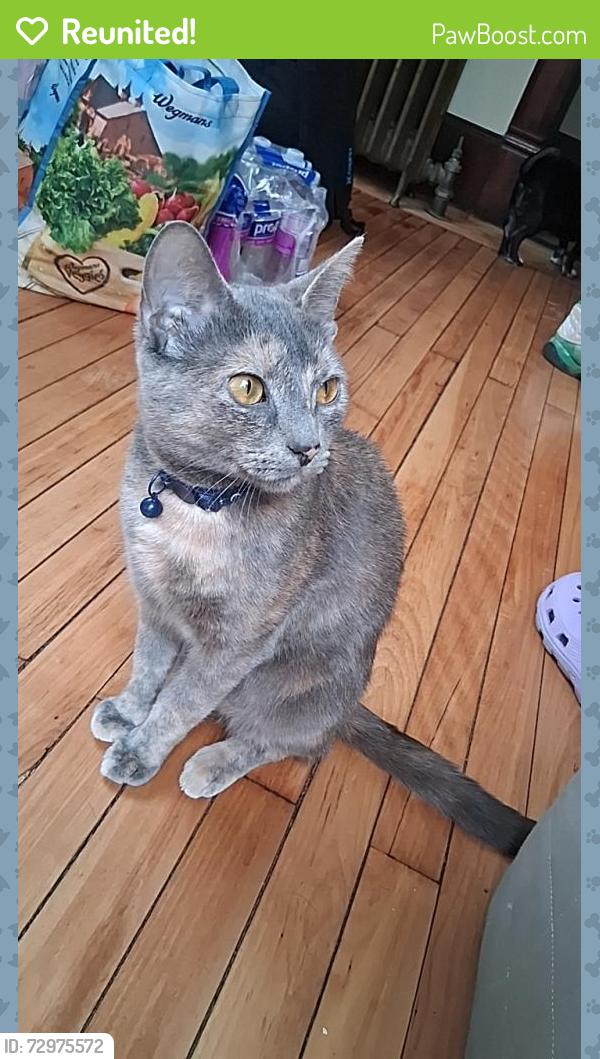 Reunited Female Cat last seen Borden and Kennedy , Syracuse, NY 13205