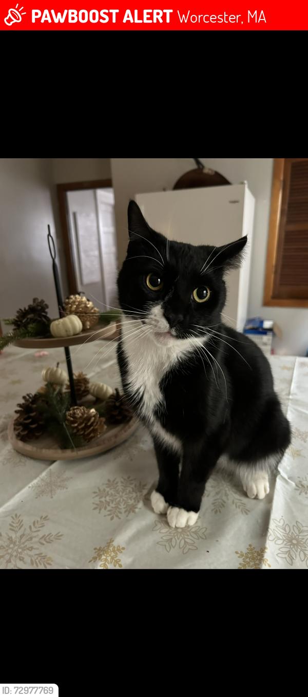 Lost Male Cat last seen Worcester MA  Cohasset Street, Worcester, MA 01609