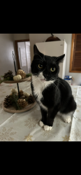 Lost Male Cat last seen Worcester MA  Cohasset Street, Worcester, MA 01609