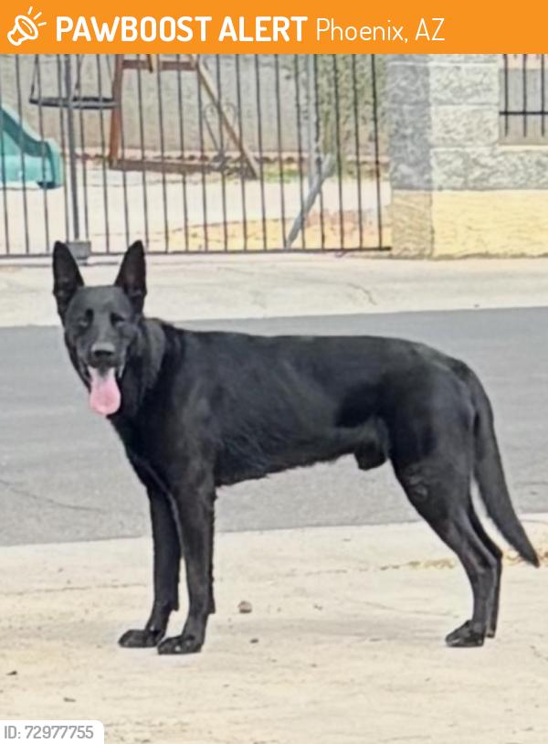 Found/Stray Male Dog last seen N 35th drive Phoenix az, Phoenix, AZ 85086
