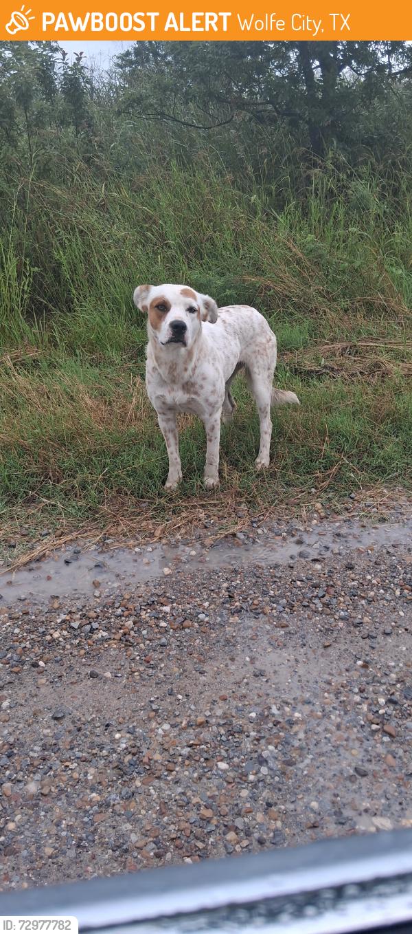 Found/Stray Unknown Dog last seen FM 68, Wolfe City, TX 75496