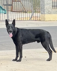 Found/Stray Male Dog last seen N 35th drive Phoenix az, Phoenix, AZ 85086