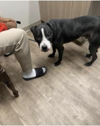 Reunited Male Dog last seen Walnut and Griswold, Elgin, IL 60123