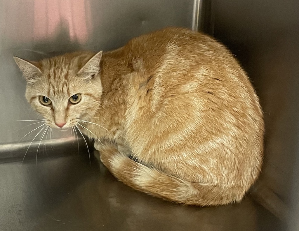 Shelter Stray Female Cat last seen Near Old Brick Court, RALEIGH, NC, 27616, 820 Beacon Lake Dr, Raleigh, NC 27610, USA