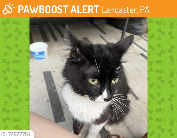 Found/Stray Unknown Cat last seen Ice Ave and N. Lime St., Lancaster, PA 17602