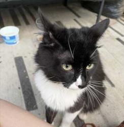 Found/Stray Unknown Cat last seen Ice Ave and N. Lime St., Lancaster, PA 17602
