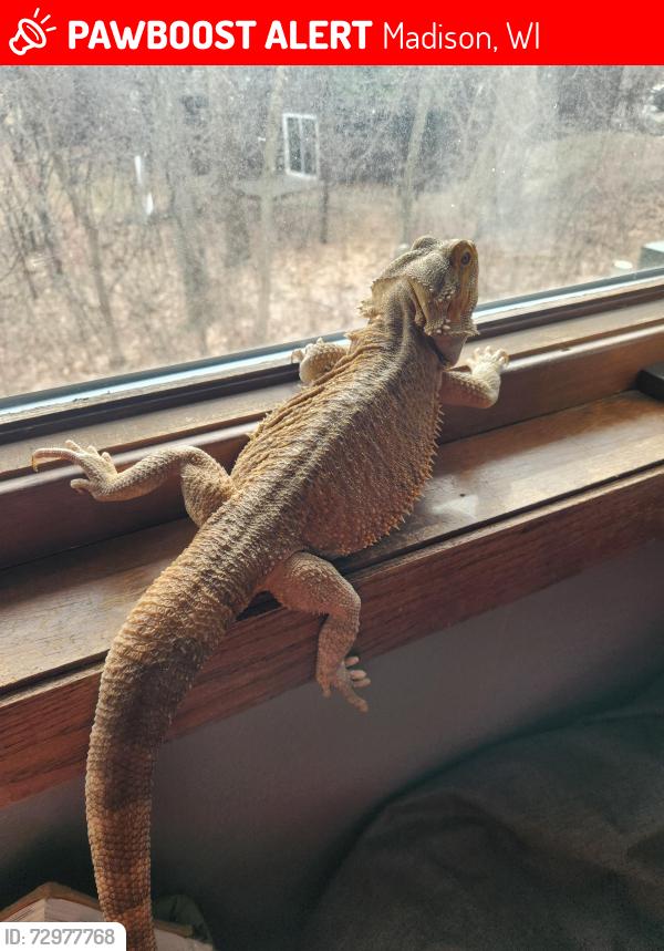 Lost Male Reptile last seen Hickory Hollow Drive at University Avenue , Madison, WI 53705