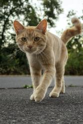 Lost Male Cat last seen Near a small forest, Auburn, WA 98092