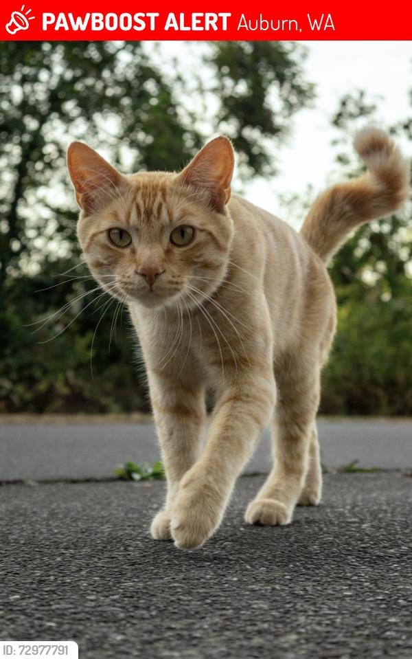 Lost Male Cat last seen Near a small forest, Auburn, WA 98092