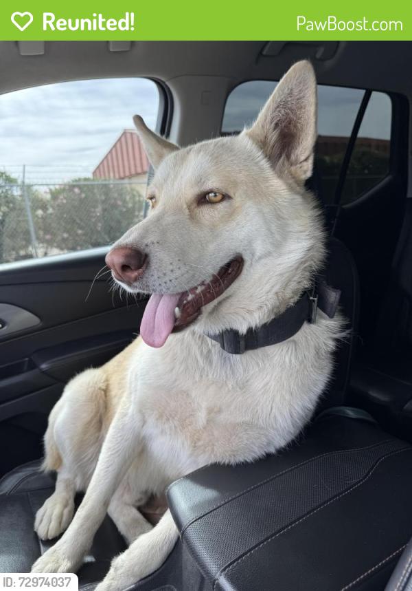 Reunited Male Dog last seen Circle K Nisqualli , Victorville, CA 92307