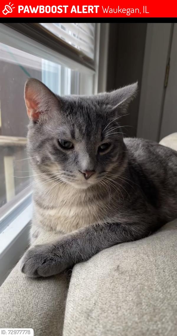 Lost Male Cat last seen Near Hickory , Waukegan, IL 60085