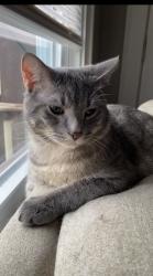 Lost Male Cat last seen Near Hickory , Waukegan, IL 60085