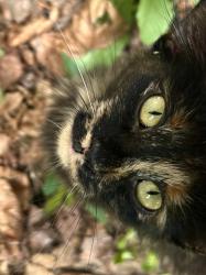 Reunited Female Cat last seen 15th&Spring, Canton, OH 44714