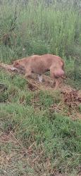 Found/Stray Unknown Dog last seen FM 68, Wolfe City, TX 75496