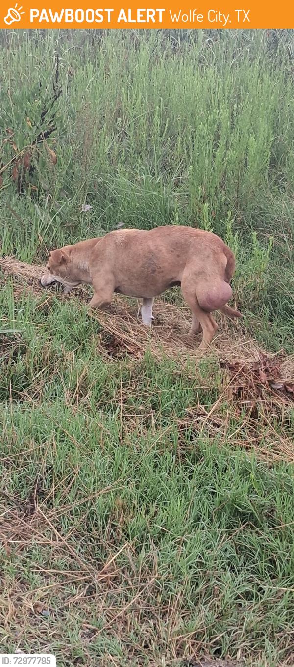 Found/Stray Unknown Dog last seen FM 68, Wolfe City, TX 75496
