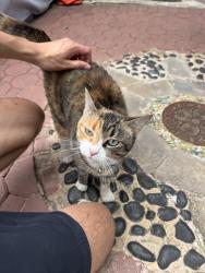 Found/Stray Unknown Cat last seen Bergen Street Between Brooklyn and Kingston , Brooklyn, NY 11213