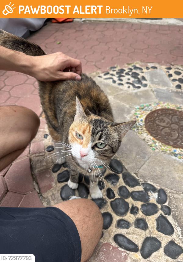 Found/Stray Unknown Cat last seen Bergen Street Between Brooklyn and Kingston , Brooklyn, NY 11213
