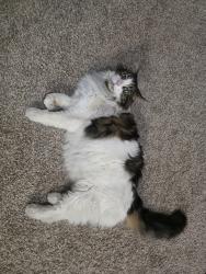 Reunited Unknown Cat last seen Summitt Ridge apmts , Denver, CO 80237