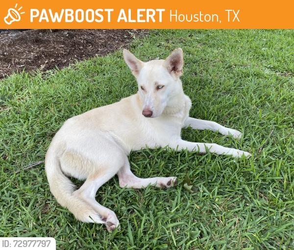 Found/Stray Female Dog last seen Trails of Rock Creek, Houston, TX 77065
