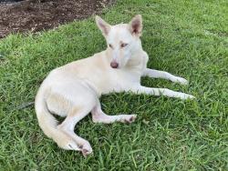 Found/Stray Female Dog last seen Trails of Rock Creek, Houston, TX 77065