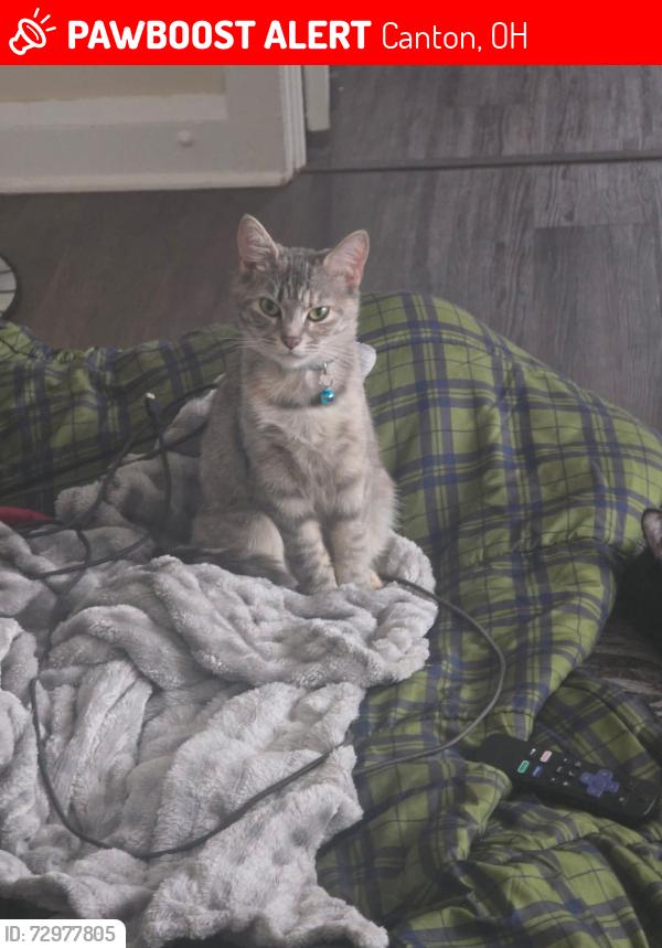 Lost Female Cat last seen Shorb, Canton, OH 44703