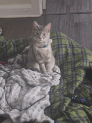 Lost Female Cat last seen Shorb, Canton, OH 44703