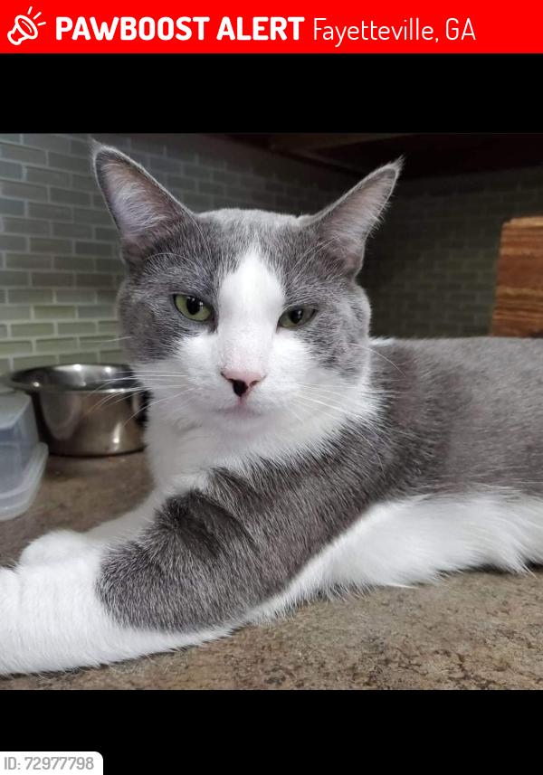 Lost Male Cat last seen Ebenezer rd. Fayetteville Ga, Fayetteville, GA 30214
