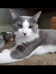 Lost Male Cat last seen Ebenezer rd. Fayetteville Ga, Fayetteville, GA 30214