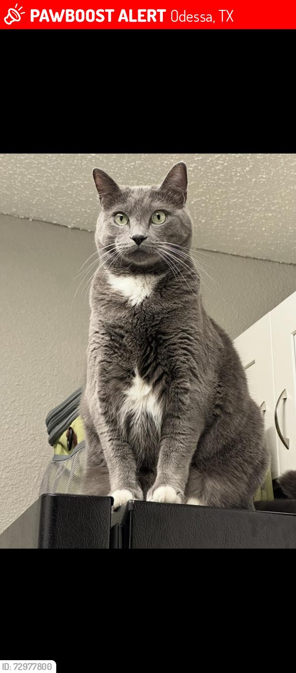 Lost Male Cat last seen Mesquite oasis rv park, Odessa, TX 79764