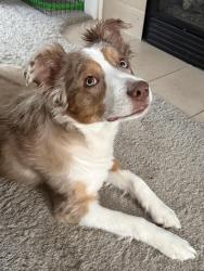 Reunited Female Dog last seen Central College Presbyterian Church, Westerville, OH 43081