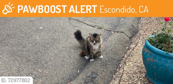Found/Stray Unknown Cat last seen Nordahl rd, Escondido, CA 92026