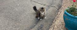 Found/Stray Unknown Cat last seen Nordahl rd, Escondido, CA 92026