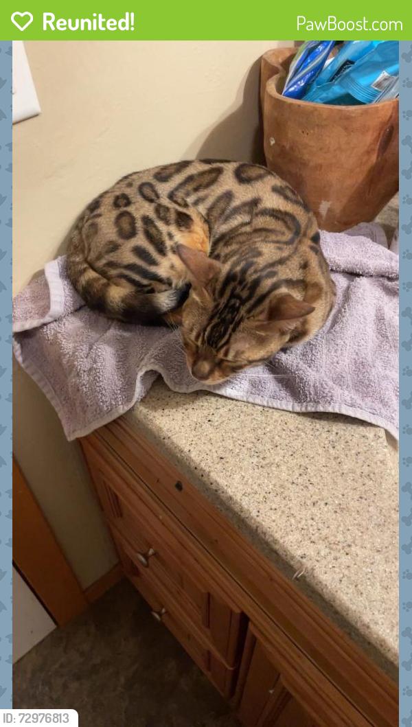 Reunited Female Cat last seen Near Military and 9th, Green Bay, WI 54304